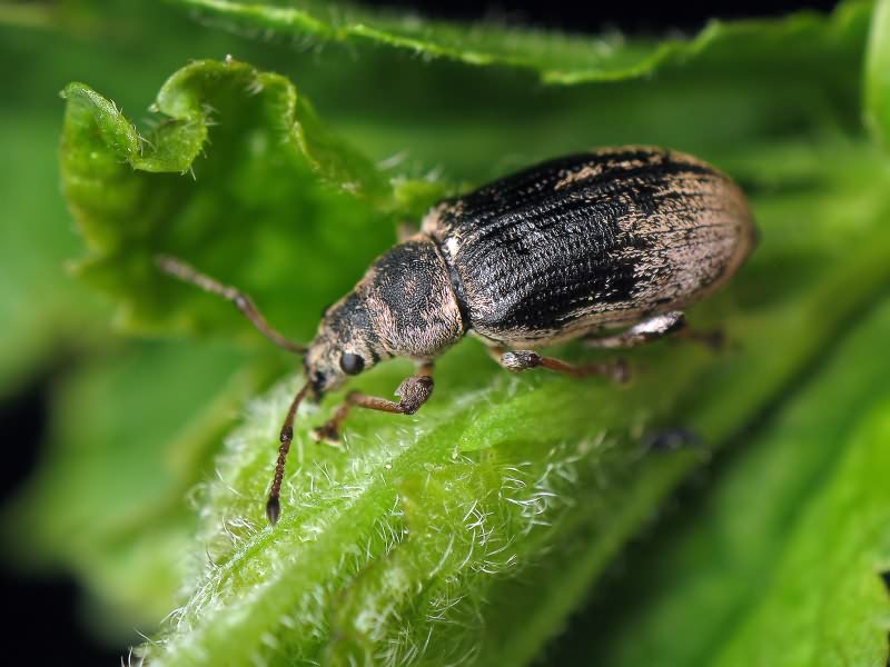 Phyllobius (Phyllobius) pyri (Linnaeus, 1758)