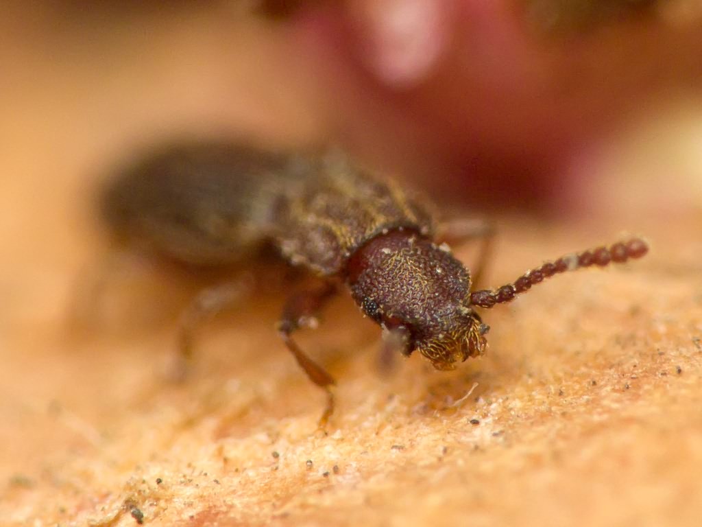 Oryzaephilus surinamensis (Linnaeus, 1758)
