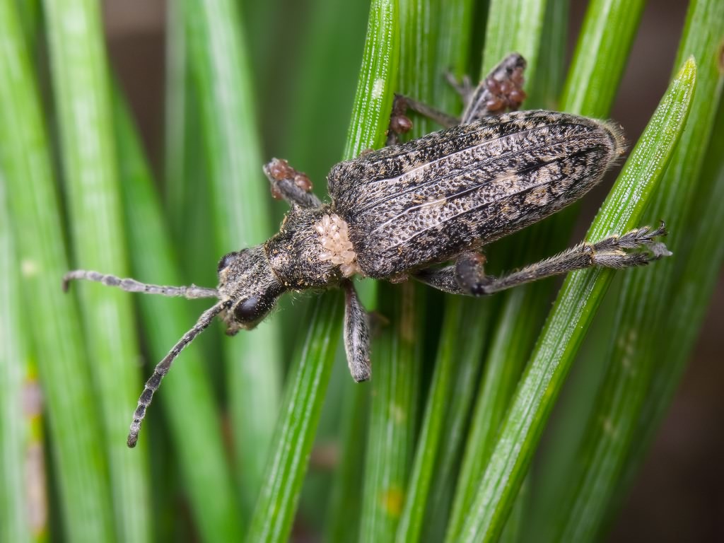 Rhagium inquisitor Linnaeus, 1758