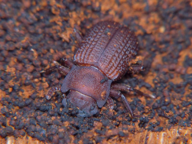 Bolitophagus reticulatus (Linnaeus, 1767)