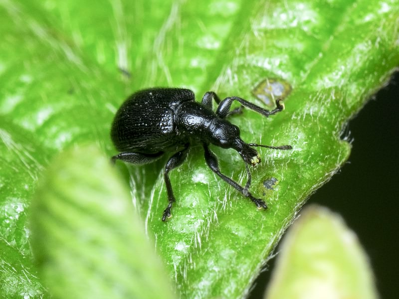 Deporaus betulae (Linnaeus, 1758)