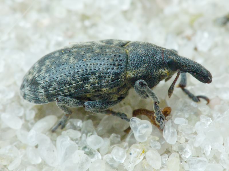 Larinus (Phyllonomeus) carlinae (Olivier, 1807)