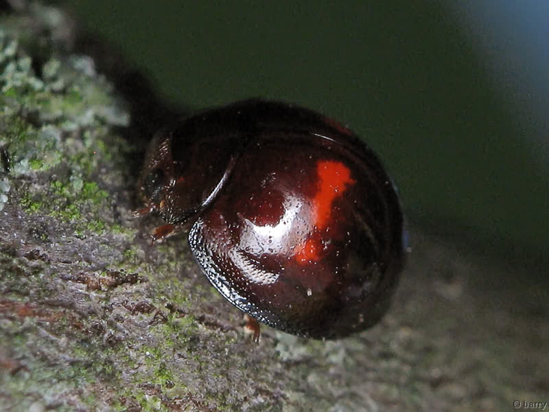 Chilocorus bipustulatus (Linnaeus, 1758)