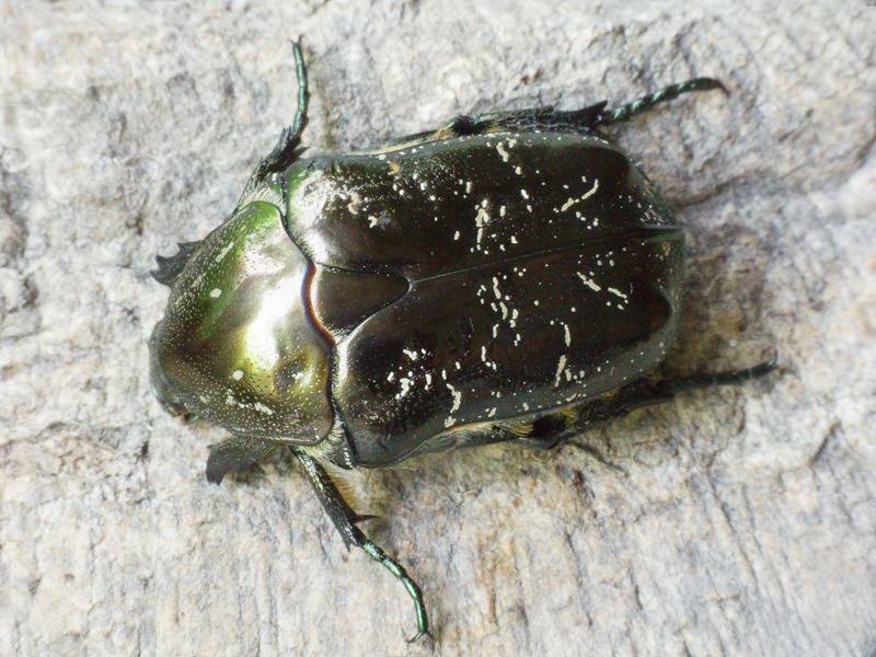 Protaetia (Liocola) marmorata (Fabricius, 1792)