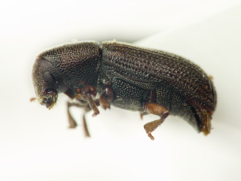 Hylastes opacus Erichson, 1836