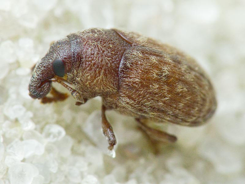 Larinus (Larinomesius) obtusus Gyllenhal, 1835