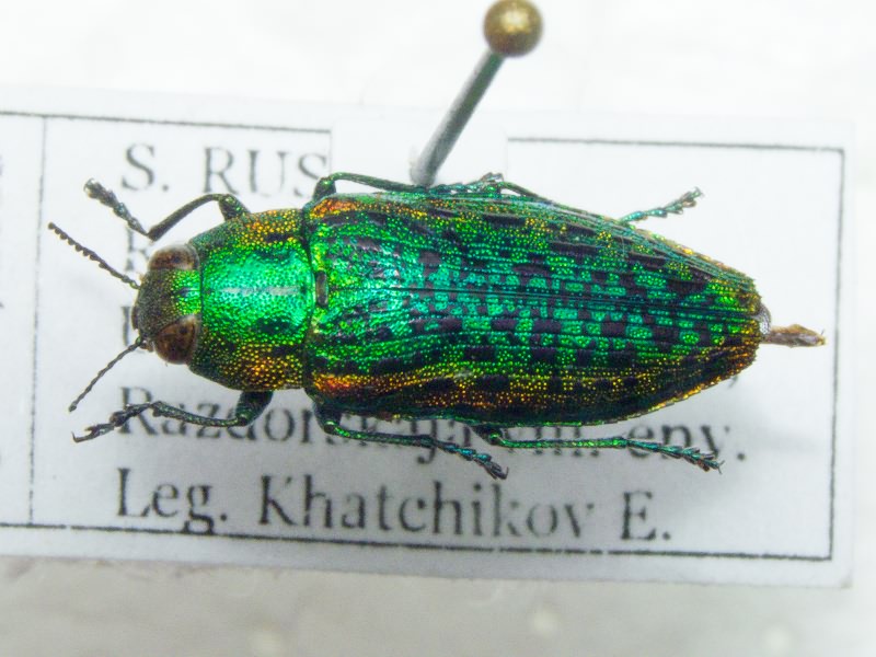 Lamprodila decipiens decipiens Gebler, 1847