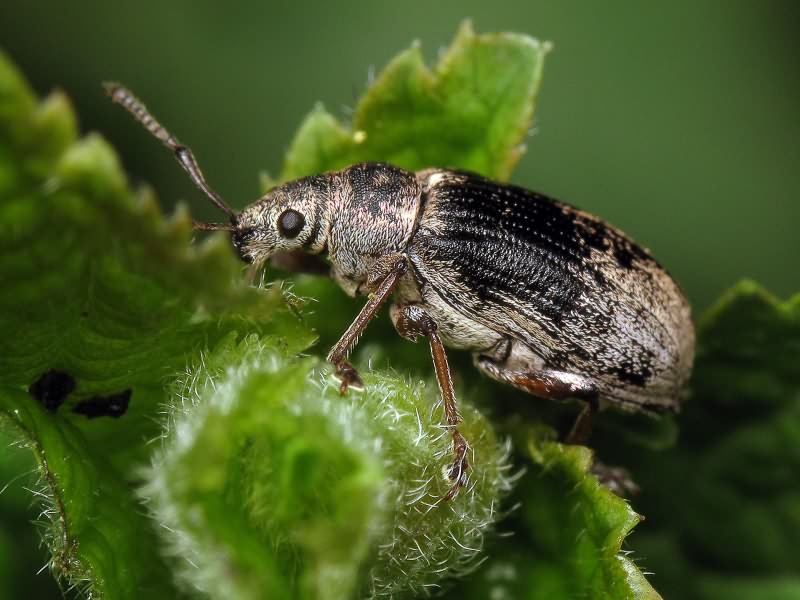 Phyllobius (Phyllobius) pyri (Linnaeus, 1758)