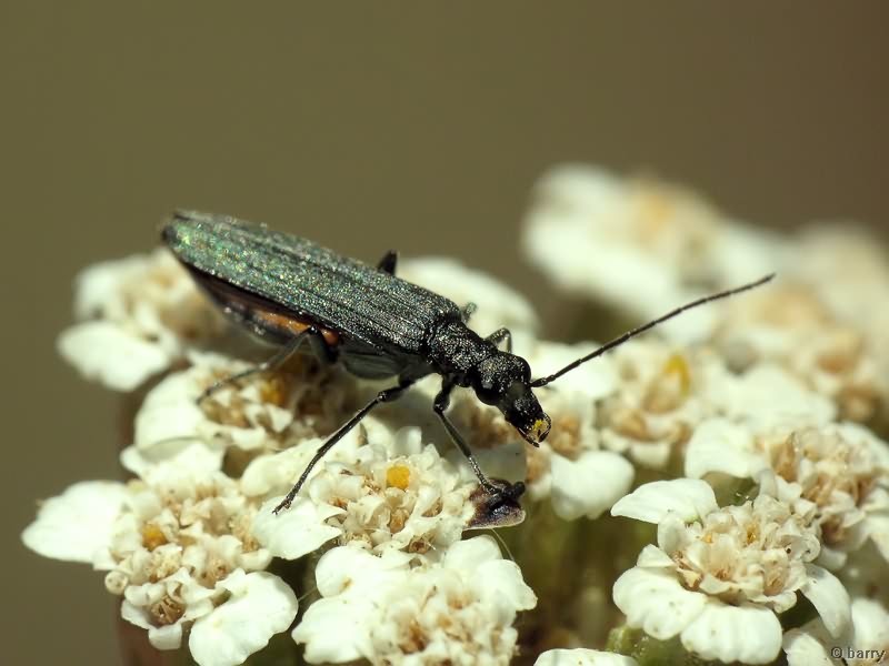 Oedemera lurida (Marsham, 1802)