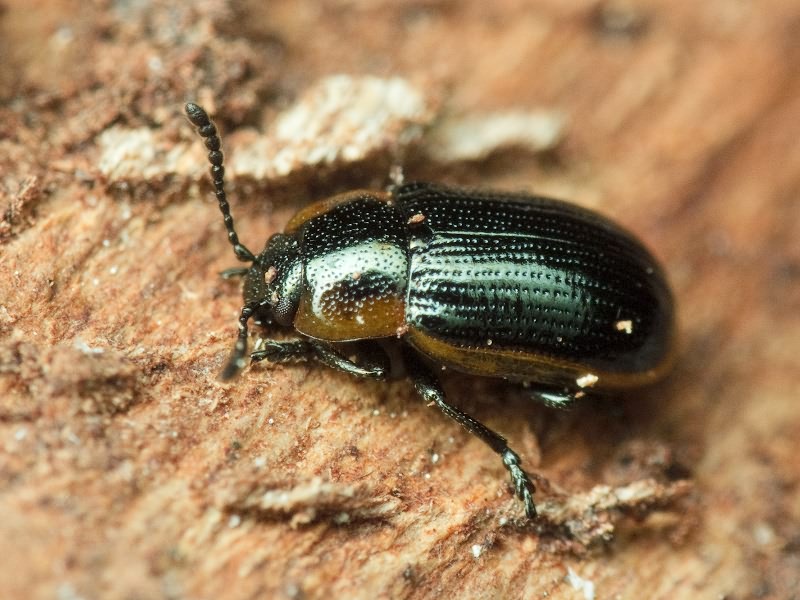 Hydrothassa marginella (Linnaeus, 1758)