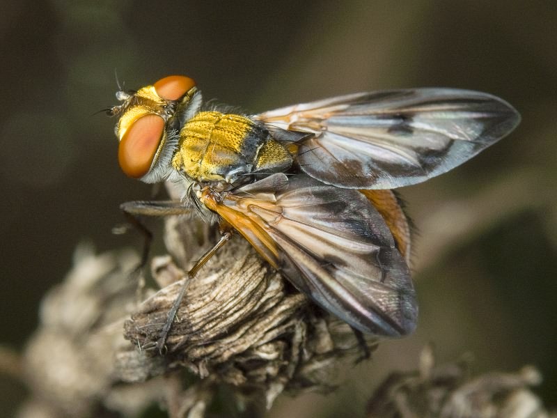 Ectophasia crassipennis (Fabricius, 1794)
