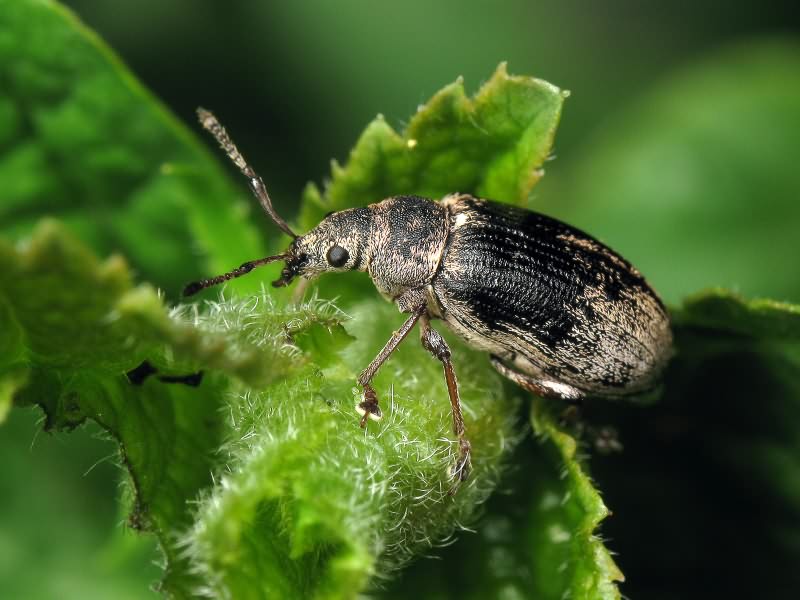 Phyllobius (Phyllobius) pyri (Linnaeus, 1758)