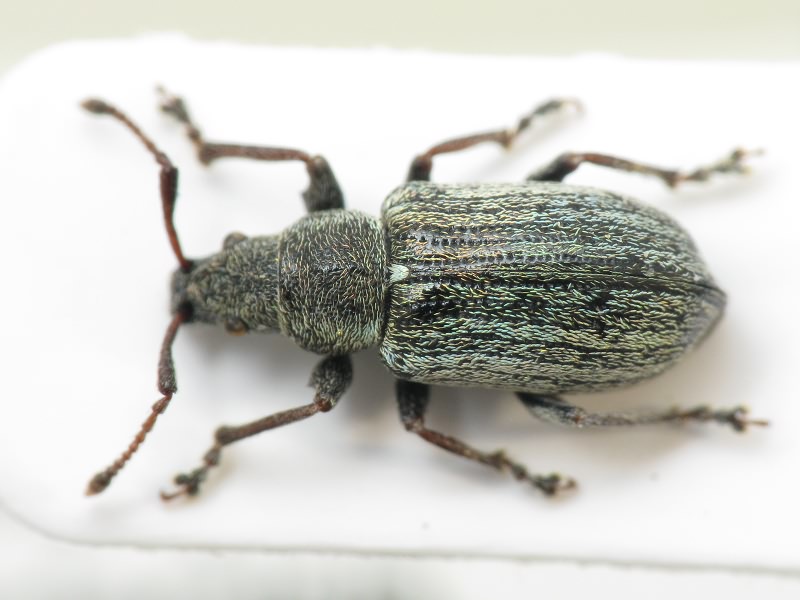 Phyllobius (Phyllobius) vespertinus (Fabricius, 1792)