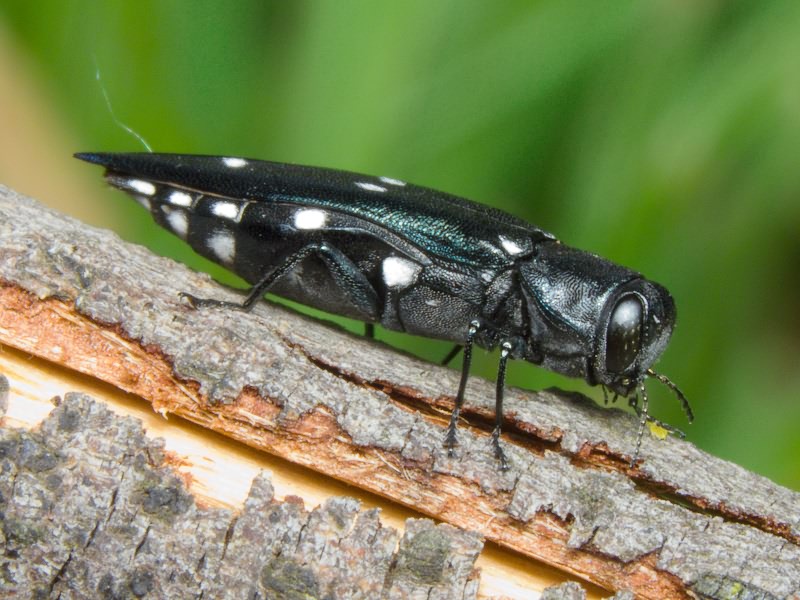 Agrilus guerinii Lacordaire in Boisduval & Lacordaire, 1835