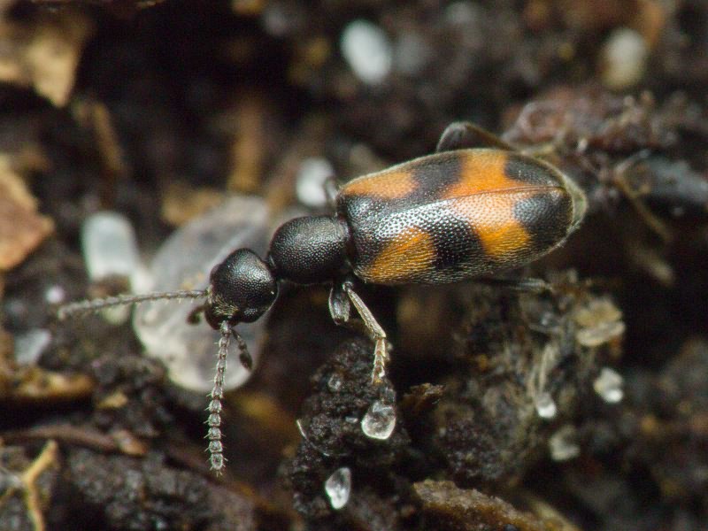 Anthicus