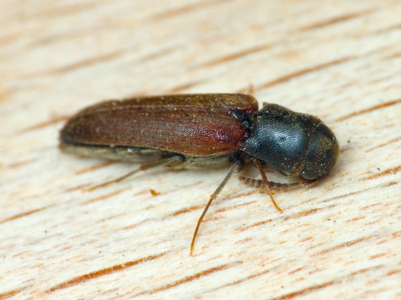 Isoriphis melasoides (Laporte de Castelnau, 1835)
