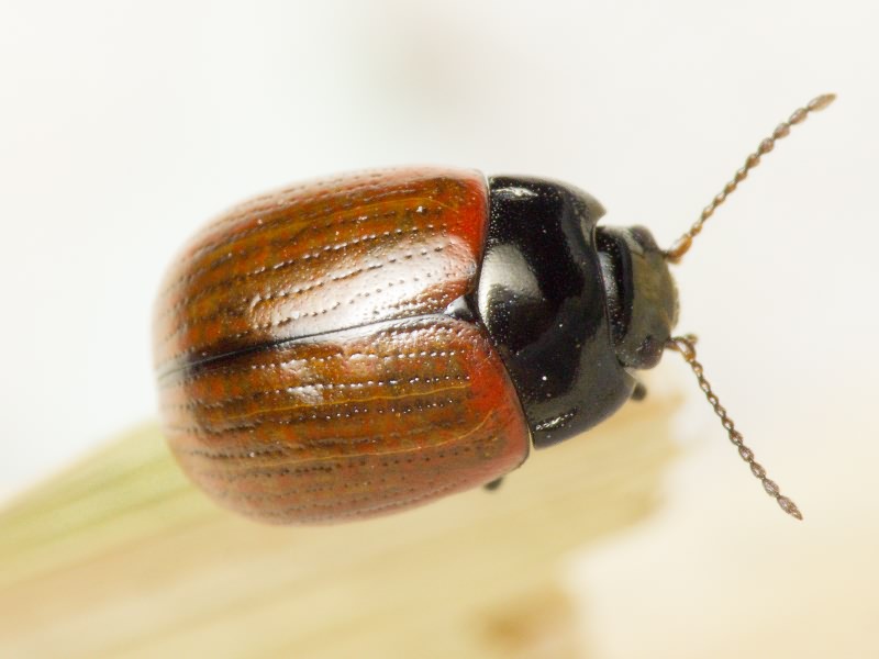 Chrysolina reitteri (Weise, 1884)