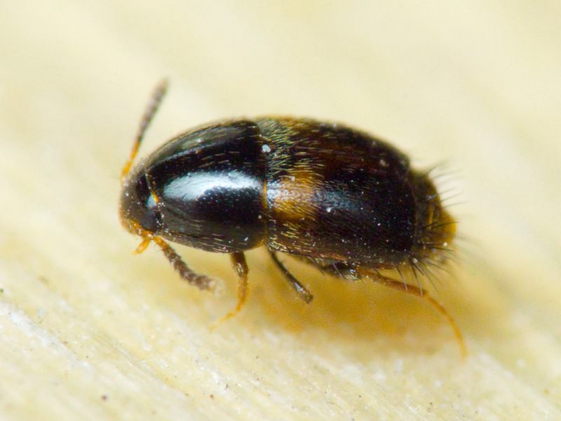 Sepedophilus bipunctatus (Gravenhorst, 1802)