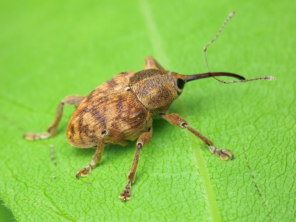 Curculio venosus (Gravenhorst, 1807)