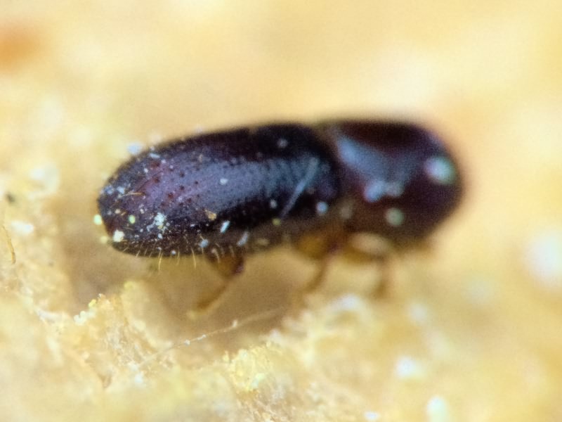 Xyleborinus saxesenii Ratzeburg, 1837