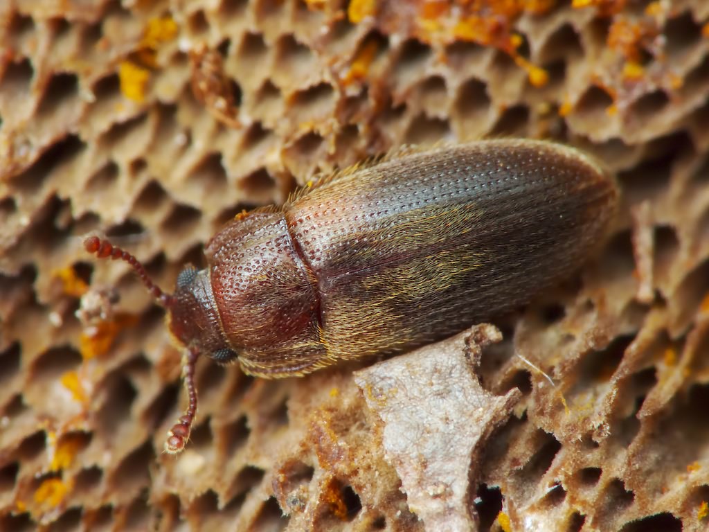 Diplocoelus fagi (Chevrolat, 1837)