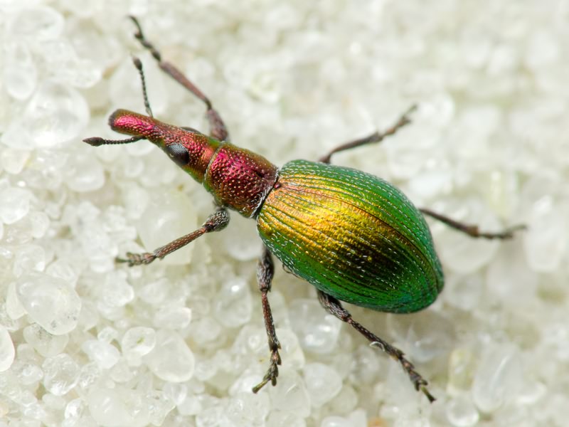 Pseudaplemonus artemisiae (Moravitz, 1861)