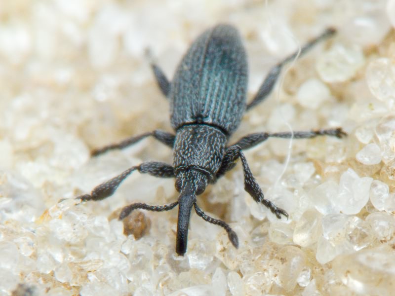 Ceratapion penetrans Germar, 1817