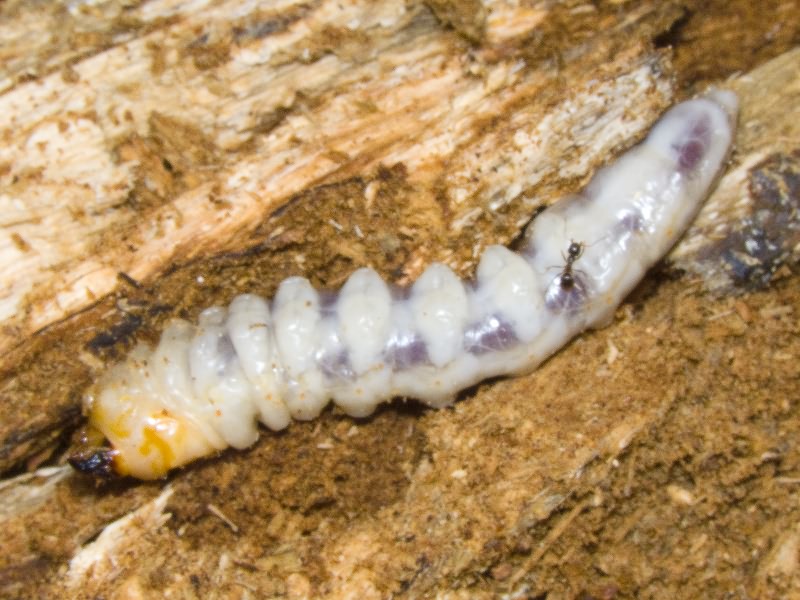 Prionus coriarius (Linnaeus, 1758)