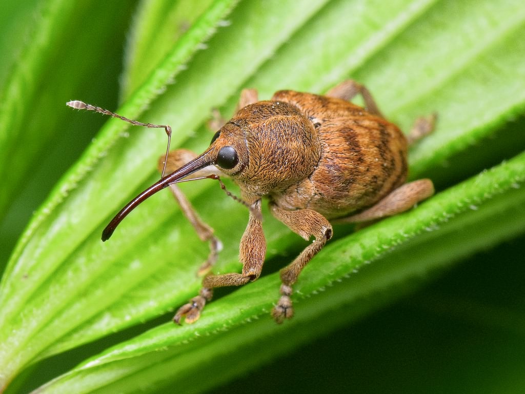 Curculio venosus (Gravenhorst, 1807)