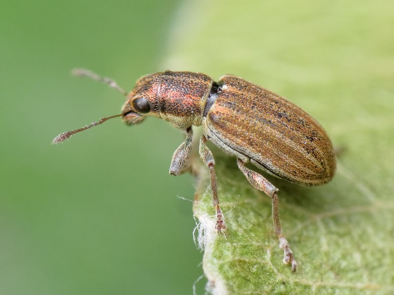 Sitona lineatus (Linnaeus, 1758)