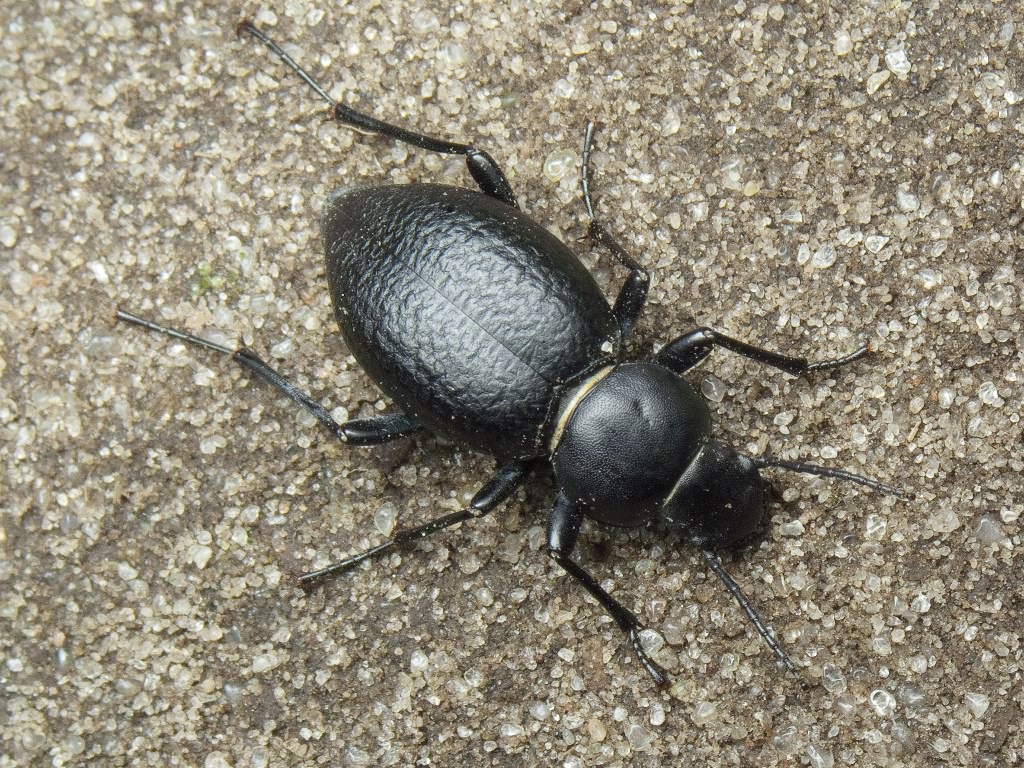 Tentyria nomas (Pallas, 1781)