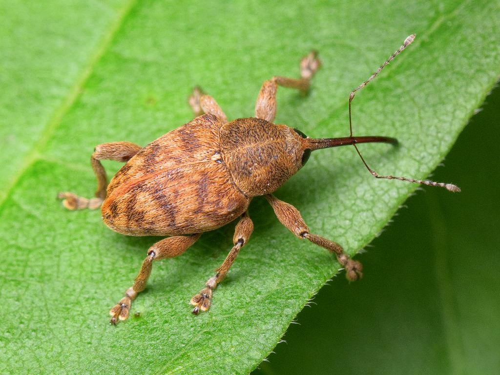 Curculio venosus (Gravenhorst, 1807)