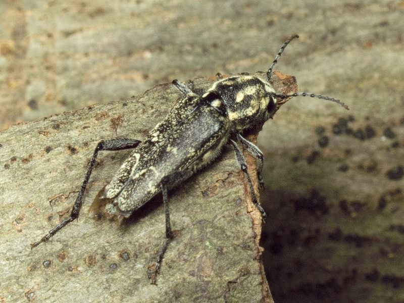 Xylotrechus rusticus (Linnaeus, 1758)