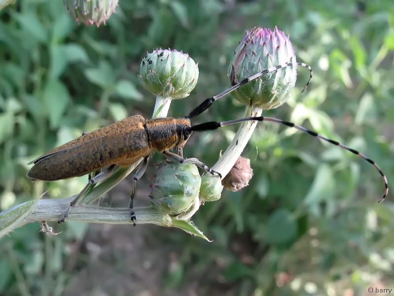 Agapanthia dahli (Richter, 1821)