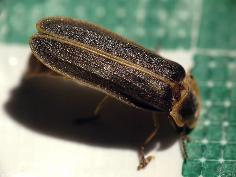 Lampyris noctiluca (Linnaeus, 1767)