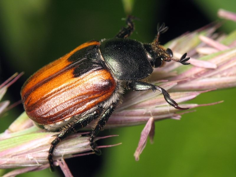 Anisoplia austriaca (Herbst, 1783)