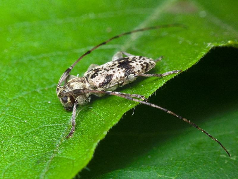 Leiopus femoratus Fairmaire, 1859