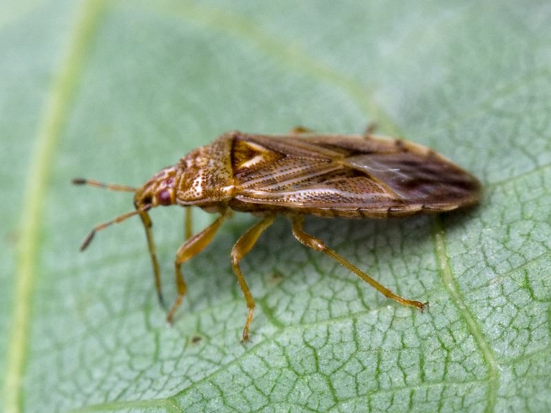 Chilacis typhae (Perris, 1857)