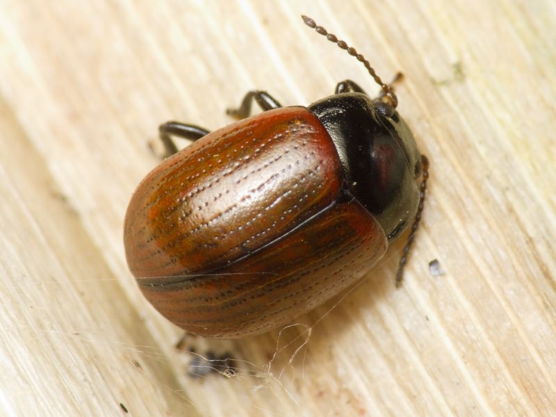 Chrysolina reitteri (Weise, 1884)