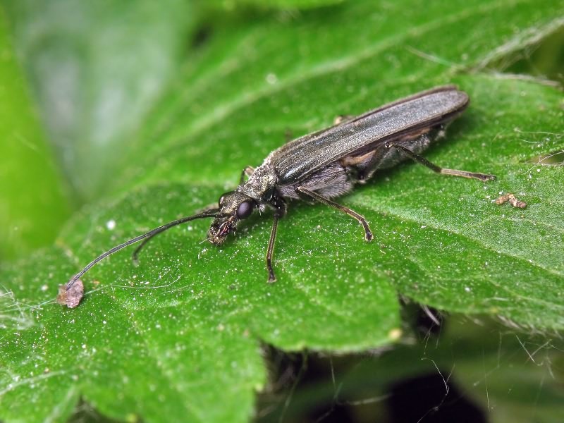 Oedemera lurida (Marsham, 1802)
