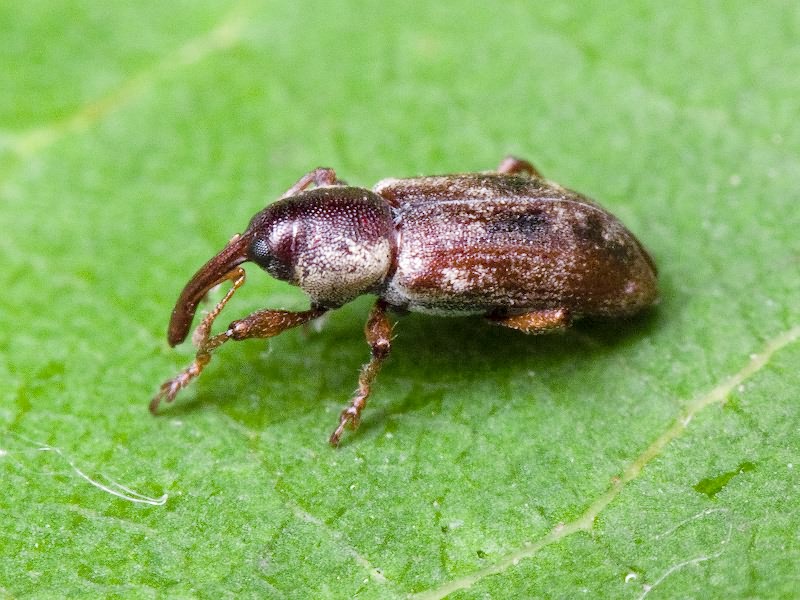 Thryogenes fiorii Zumpt, 1928