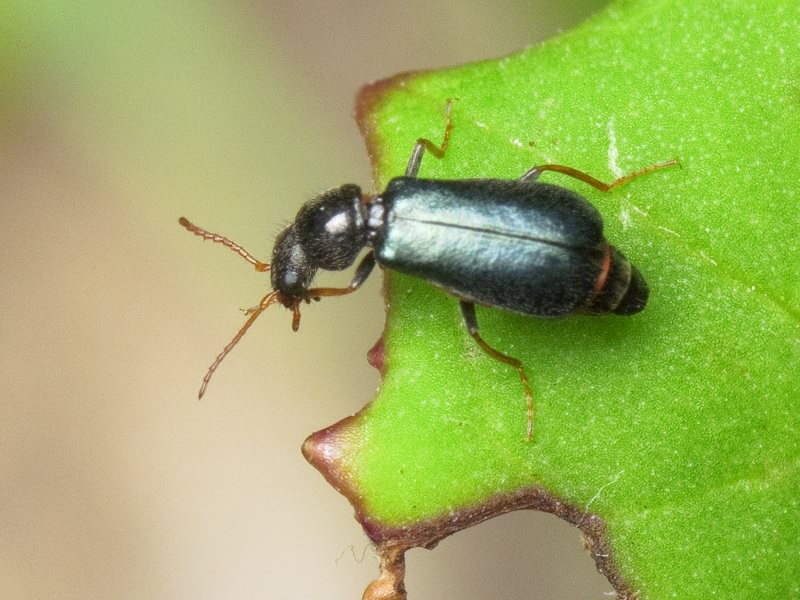 Apalochrus femoralis (Erichson, 1840)