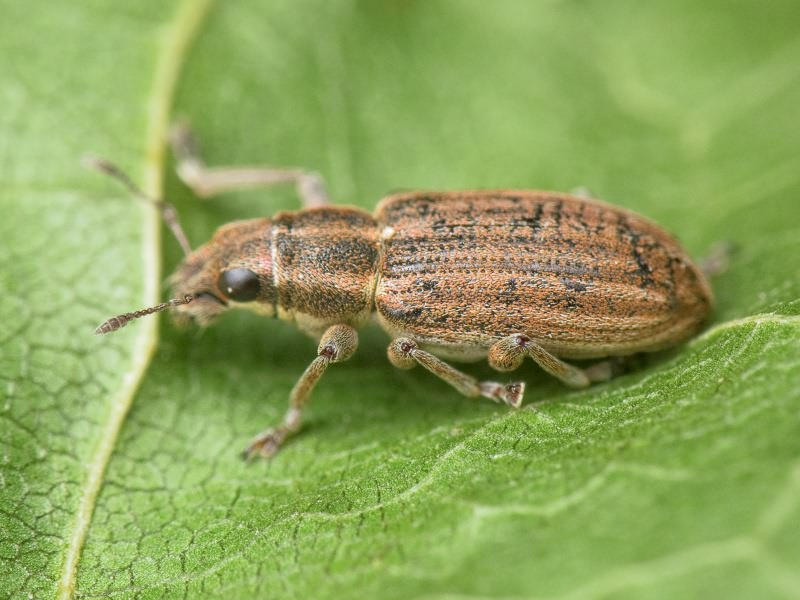 Sitona lineatus (Linnaeus, 1758)