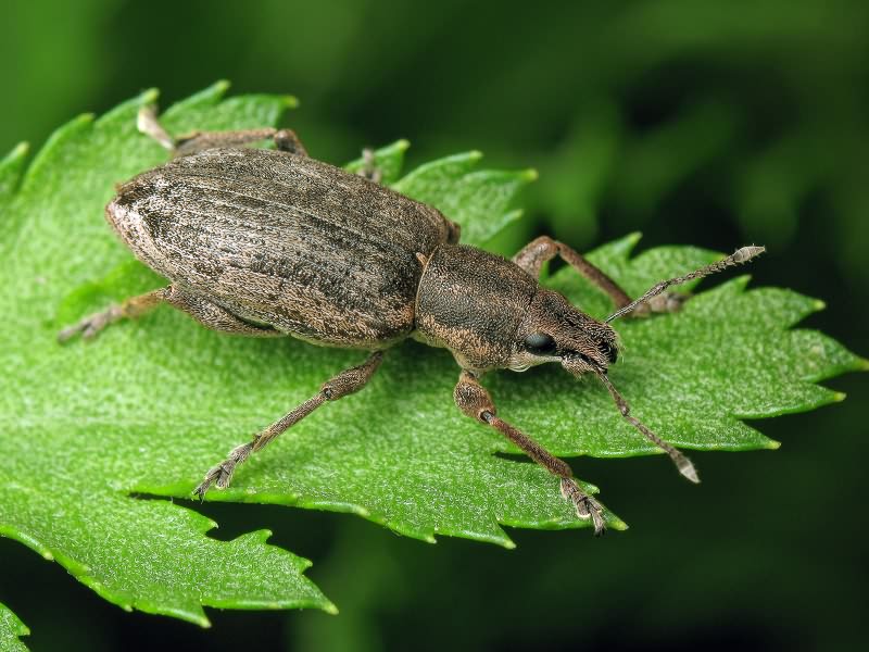 Tanymecus (Tanymecus) palliatus (Fabricius, 1787)
