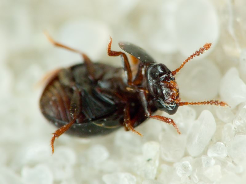 Agathidium