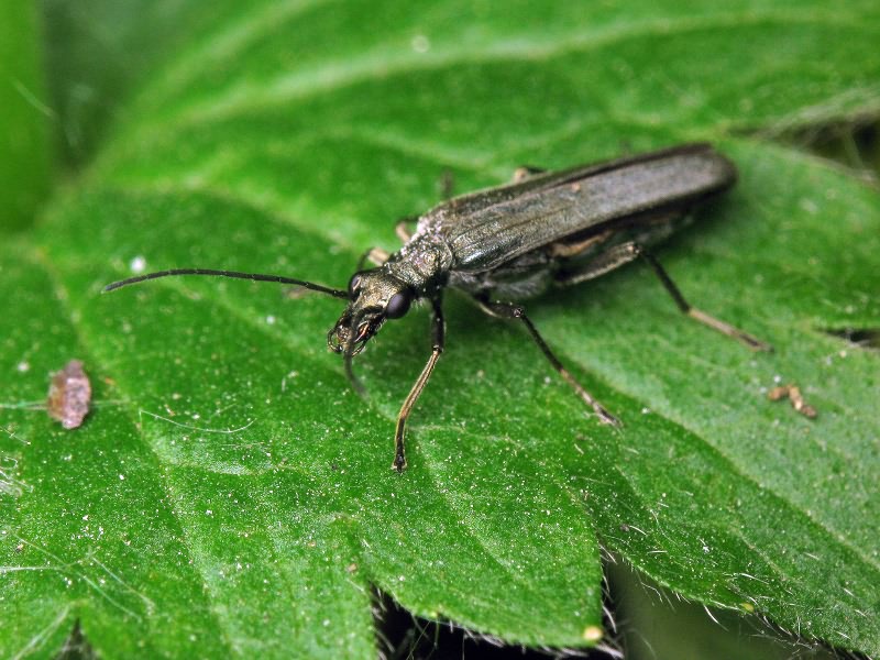 Oedemera lurida (Marsham, 1802)