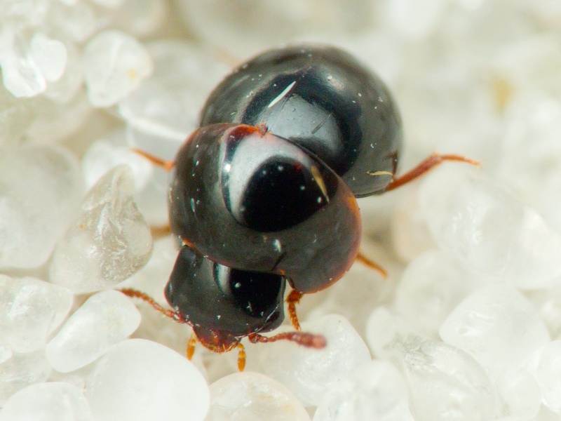 Agathidium