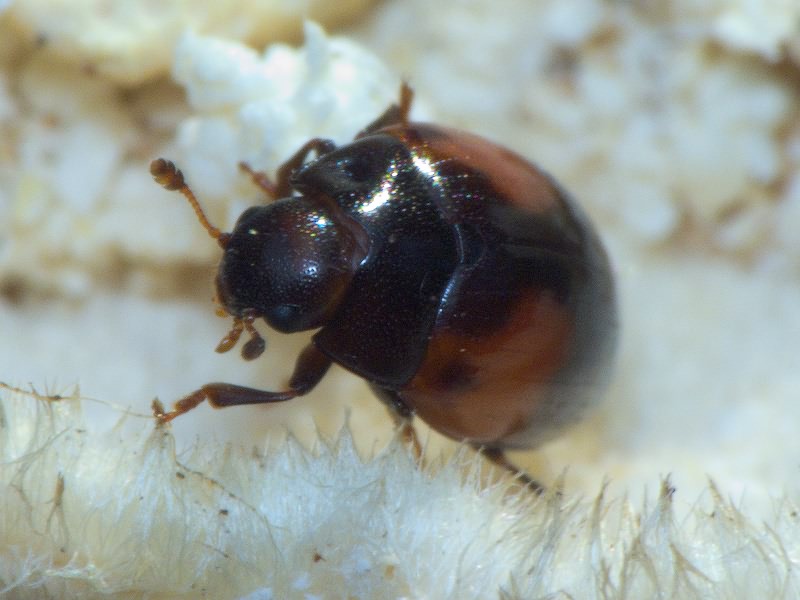 Tritoma (Tritoma) bipustulata Fabricius, 1775