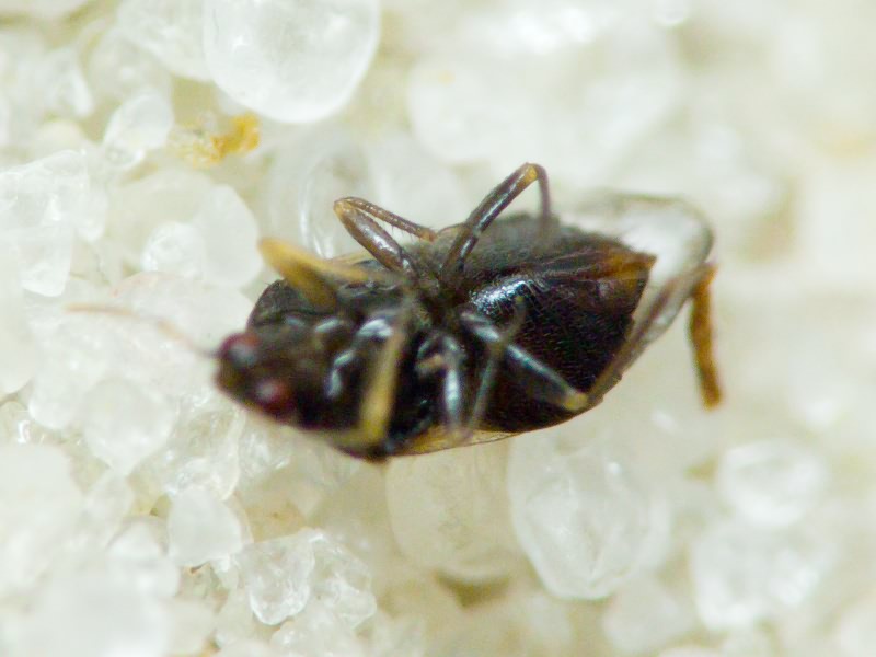 Anthocoridae Fieber, 1836