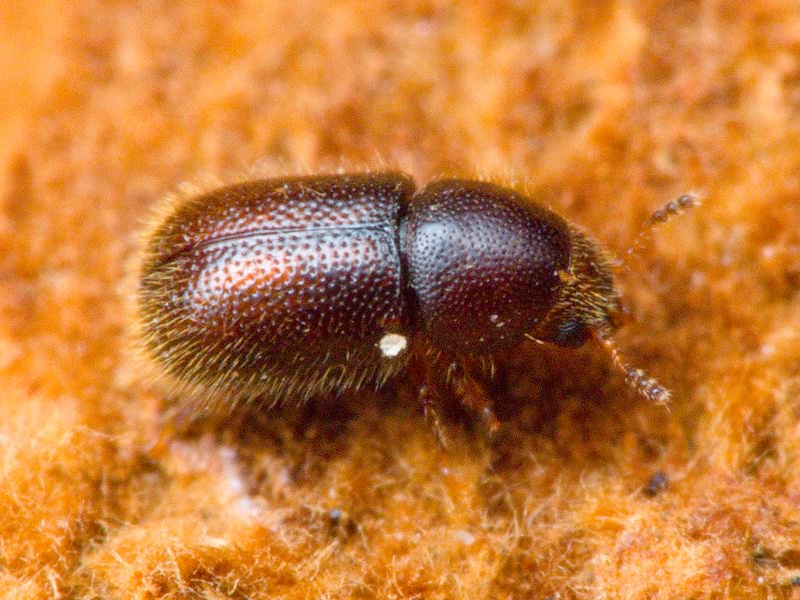 Ropalodontus baudueri Abeille de Perrin, 1874